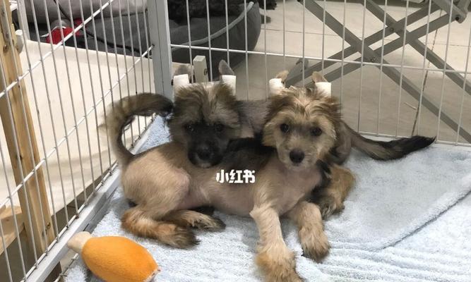 如何正确地护理你的中国冠毛犬（日常护理小贴士，让你的宠物更健康）