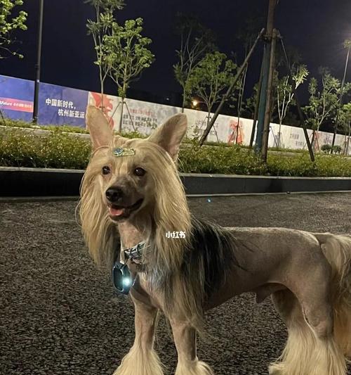 如何正确地护理你的中国冠毛犬（日常护理小贴士，让你的宠物更健康）