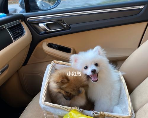 如何帮助博美犬健康成长——宠物主人必看的养护指南（实用的养护技巧和预防措施，助您的博美犬健康成长）
