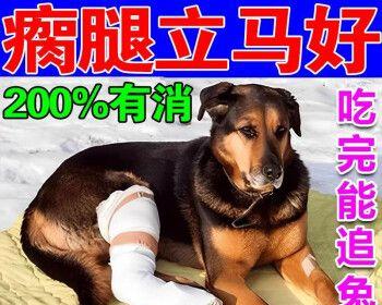 狗狗骨折处理全攻略（详细指导宠物骨折后怎么办，让你成为最好的救援人）