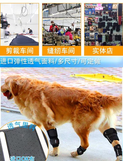 狗狗骨折处理全攻略（详细指导宠物骨折后怎么办，让你成为最好的救援人）