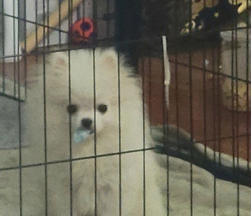 如何防止博美犬啃咬东西（教你10种有效方法保护家里的物品）