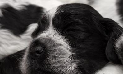 如何防止可卡犬在家捣蛋？（15个小技巧让你的宠物宅在家里）