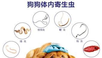 宠物罗福梗肝吸虫病的防治（如何保护宠物免受罗福梗肝吸虫病侵害）