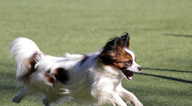 从根源上解决蝴蝶犬的不良习惯（掌握方法，让宠物更懂规矩）