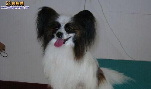 从根源上解决蝴蝶犬的不良习惯（掌握方法，让宠物更懂规矩）