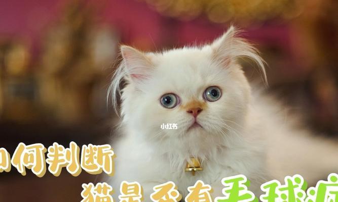 如何改善宠物猫咪的毛发质量？（15个小贴士教您让猫咪毛发更亮更健康）