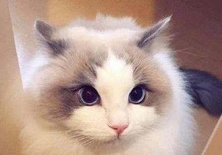 如何改善宠物猫咪的毛发质量？（15个小贴士教您让猫咪毛发更亮更健康）