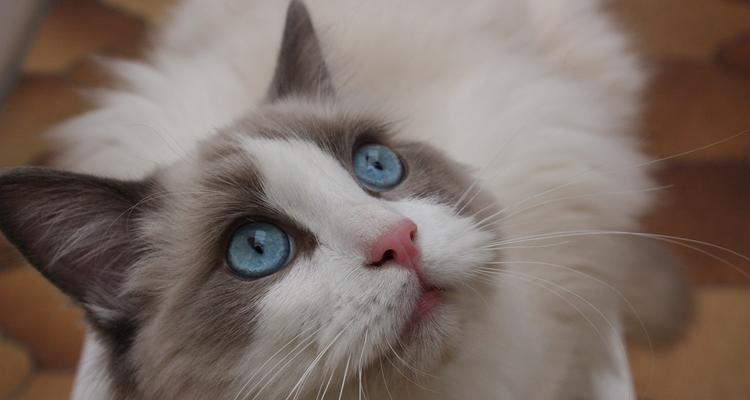 如何改善宠物猫咪的毛发质量？（15个小贴士教您让猫咪毛发更亮更健康）