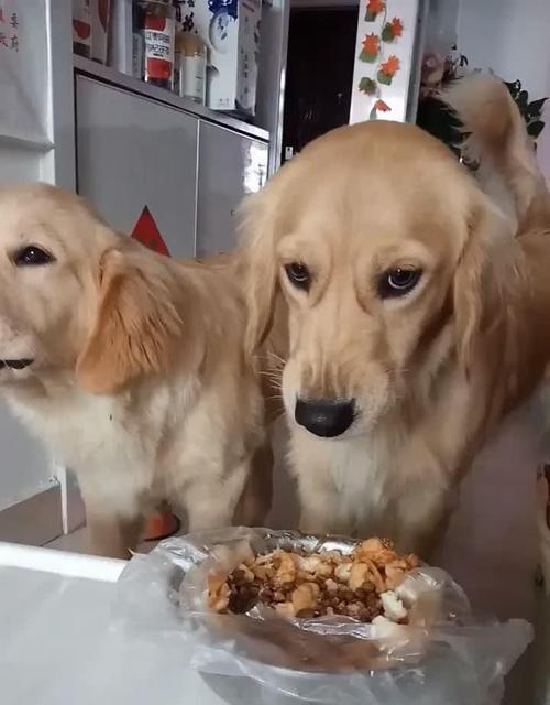如何改正狗狗的护食问题（宠物善待指南——教你如何正确处理狗狗的护食行为）