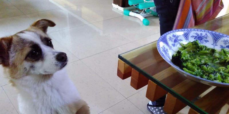 自制营养均衡的大白熊犬狗粮（宠物的健康从饮食开始）