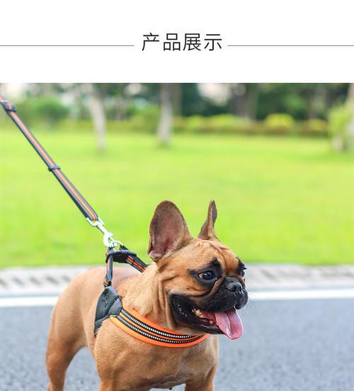 如何进行斗牛犬牵引训练（从宠物散步到专业比赛，从零开始的完美训练计划）