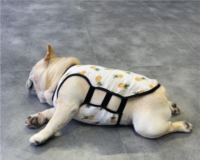 如何进行斗牛犬牵引训练（从宠物散步到专业比赛，从零开始的完美训练计划）