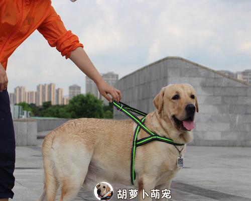 如何进行斗牛犬牵引训练（从宠物散步到专业比赛，从零开始的完美训练计划）