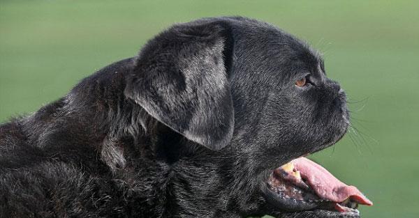 如何正确给拉布拉多犬挤肛门（宠物的健康需要你的关注）
