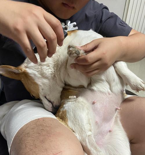 如何让宠物狗狗乖乖接受检查（让狗狗轻松应对兽医检查，提高检查效率）
