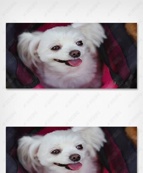 如何护理白色毛发的狗狗