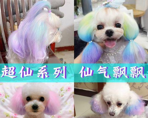 如何护理白色毛发的狗狗