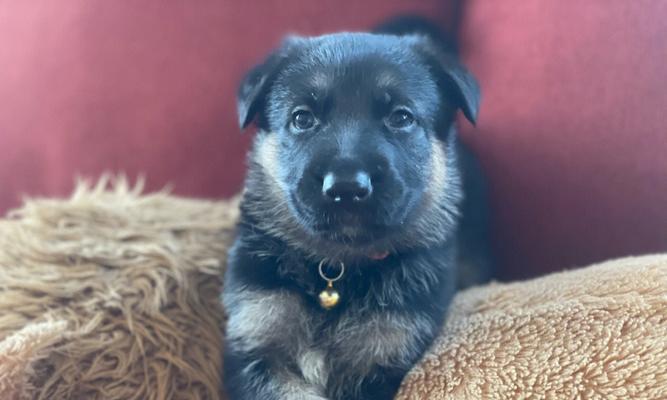 如何正确护理德国牧羊犬的指甲（从宠物健康出发，关注指甲护理细节）