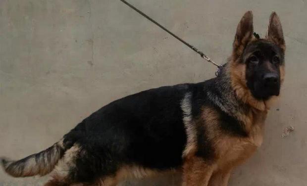如何正确护理德国牧羊犬的指甲（从宠物健康出发，关注指甲护理细节）