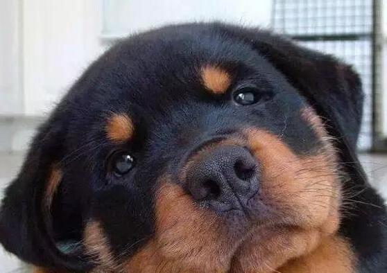 如何护理罗威纳犬的眼睛（宠物养护必读，让罗威纳犬的眼睛健康亮丽）