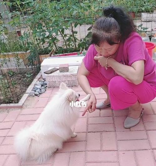 教您的博美拜拜（15个步骤帮助您的博美学会坐立行礼）