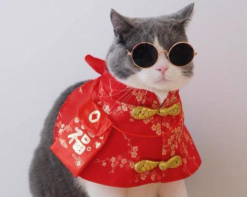 如何教狗狗学会恭喜发财（以宠物为主的春节训练指南）