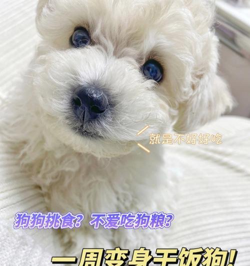 如何帮助宠物狗克服挑食习惯（纠正狗狗挑食习惯的实用方法和技巧）