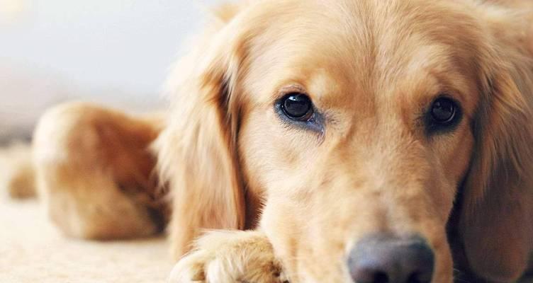 如何判断金毛犬是否感冒（宠物狗的常见感冒症状及应对方法）