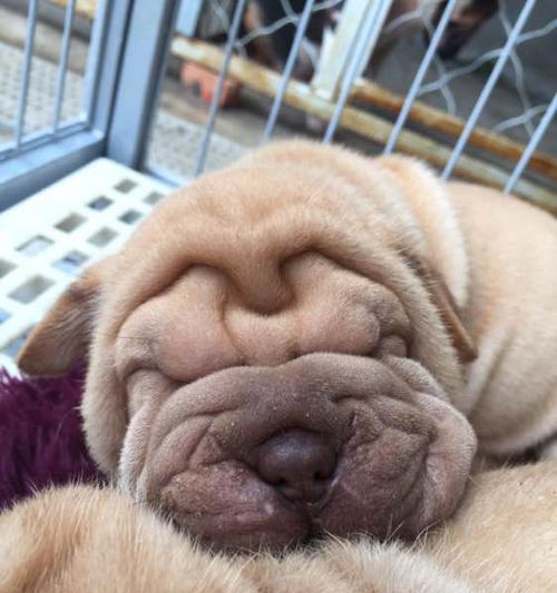 如何判断沙皮犬的健康状况（以宠物为主，了解沙皮犬的身体状况）