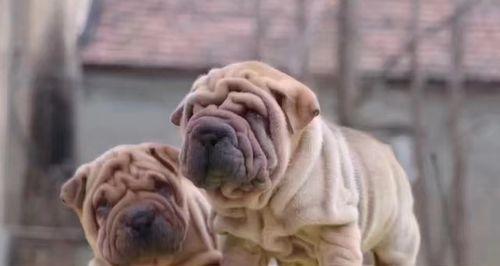 如何判断沙皮犬的健康状况（以宠物为主，了解沙皮犬的身体状况）