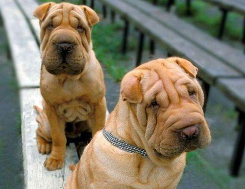 如何判断沙皮犬的健康状况（以宠物为主，了解沙皮犬的身体状况）
