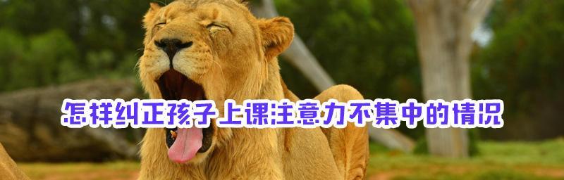 如何培养狗狗的注意力集中能力（宠物爱好者必备的训练技巧，让你的狗狗成为专注的小能手）