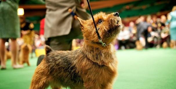 培养犬拥有优良品质，从这些方面入手！（如何帮助宠物犬成为优秀的家庭成员）