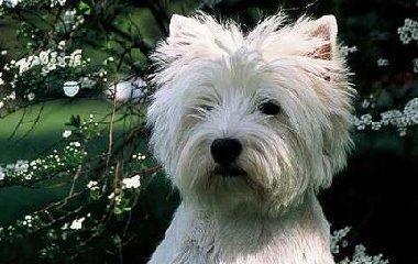 西高地犬泪痕去除大全（宠物主人必看，轻松解决泪痕难题）