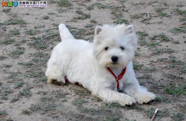 西高地犬泪痕去除大全（宠物主人必看，轻松解决泪痕难题）