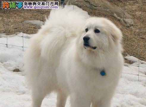 如何让大白熊犬定时吃食？（从饲养环境到定时饮食，提高宠物健康指数！）
