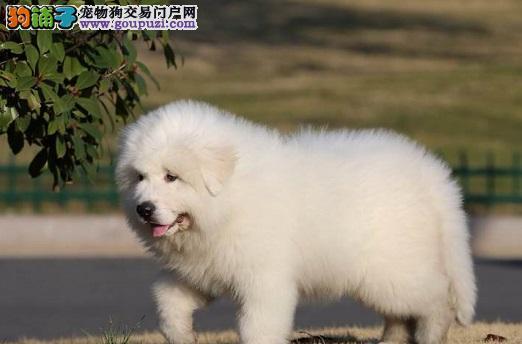 如何让大白熊犬定时吃食？（从饲养环境到定时饮食，提高宠物健康指数！）