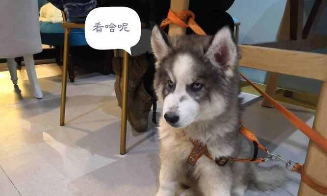 培养宠物狗狗跟随技能，让散步更加愉快（15个技巧帮你让狗狗快乐跟随在你的身边）