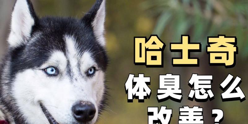 如何让你的哈士奇喜欢吃狗粮（掌握关键技巧，让宠物健康成长）