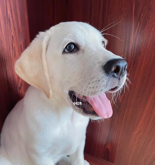 解决拉不拉犬挑食问题的方法（15个实用技巧帮你让拉不拉犬多吃点）