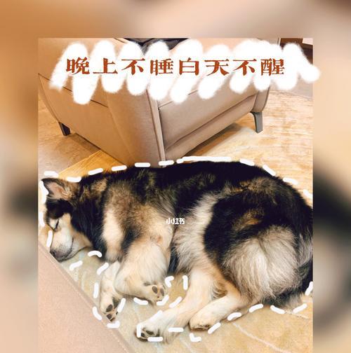 如何让你的幼犬在夜里安静睡觉（夜晚宠物行为训练，让你和狗狗都能好睡眠）