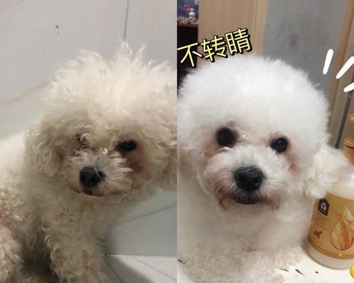 让你的宠物狗毛发闪闪发光的秘诀（如何给狗狗健康又有光泽的毛发？）