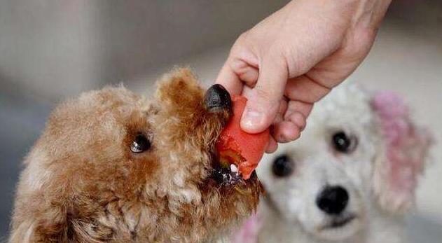 打造宠物狗狗闪亮毛发的秘诀（如何让你的爱犬拥有美丽的毛发？）