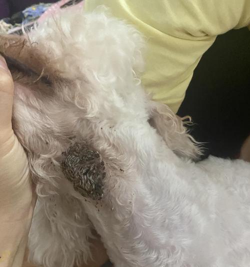 如何预防宠物狗的皮肤病？（掌握正确的洗护方法，让狗狗健康快乐）