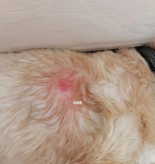 如何预防宠物狗的皮肤病？（掌握正确的洗护方法，让狗狗健康快乐）