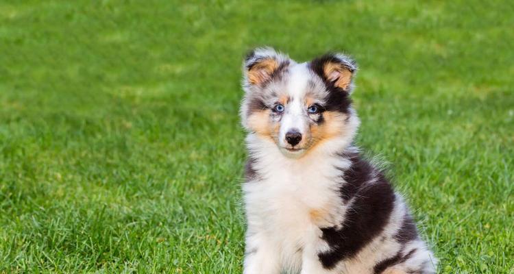 喜乐蒂犬的疫苗接种指南（如何为你的宠物提供最佳的预防措施？）