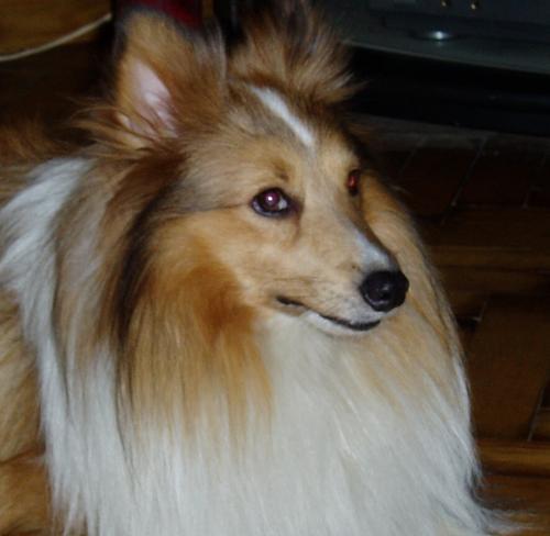 喜乐蒂犬的疫苗接种指南（如何为你的宠物提供最佳的预防措施？）