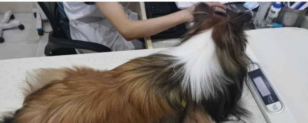 喜乐蒂犬的疫苗接种指南（如何为你的宠物提供最佳的预防措施？）