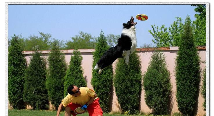 训练你的边境牧羊犬成为家庭守护者（如何让你的爱宠成为一名优秀的看家犬）